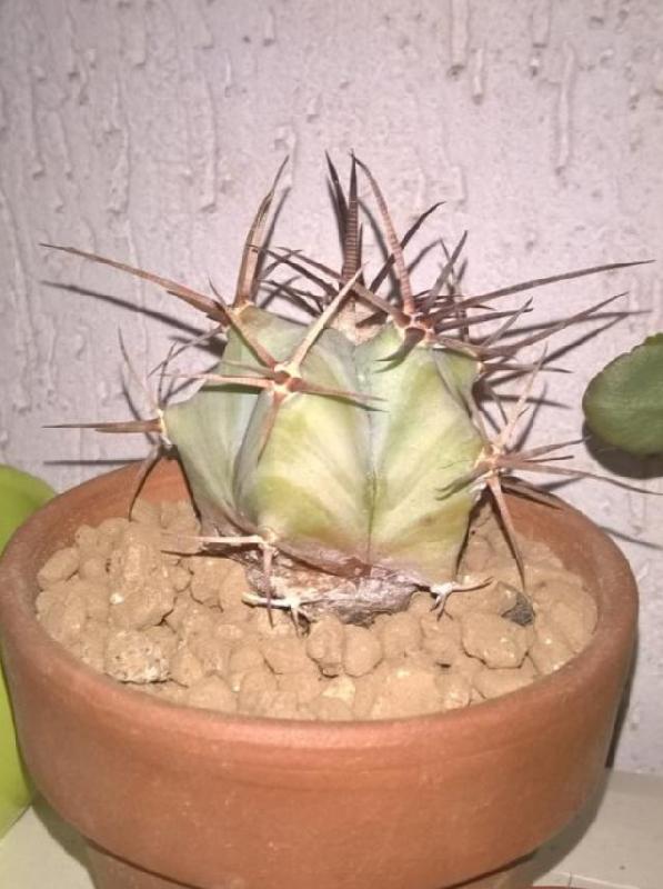 Echinocactus_ingens.jpg